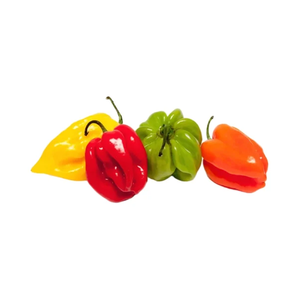 PIMENT ANTILLAIS MAROC MELANGER